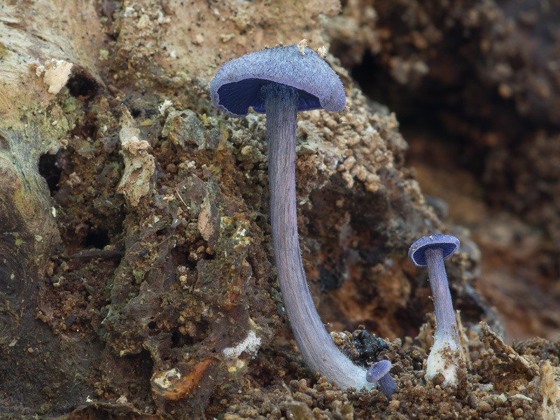 Entoloma euchroum